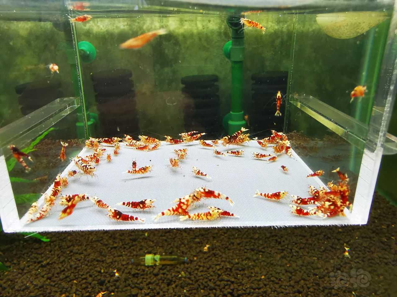 【水晶虾】【水晶虾】出售红花虎苗子90只-图7