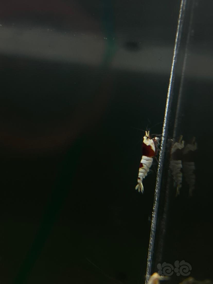 【水晶虾】血统红白水晶虾-图9
