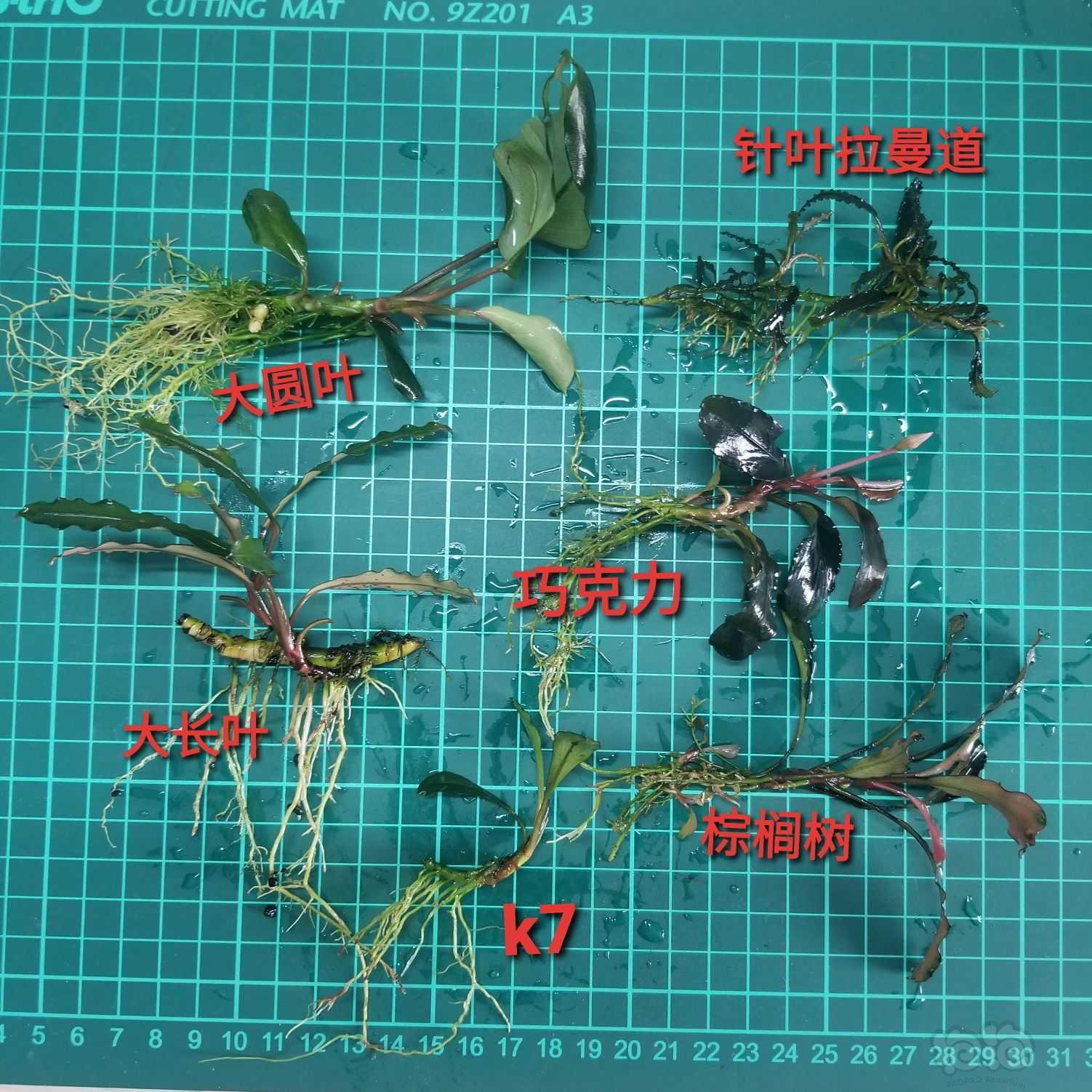 【出售】出虎纹圣翠、大丛针叶拉曼道和稀有辣椒榕组合-图4