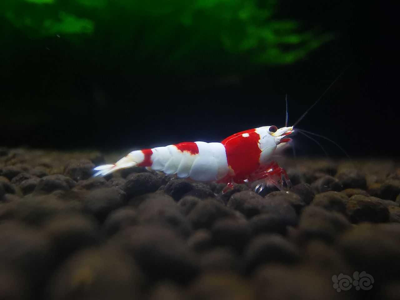 红白虾-图2