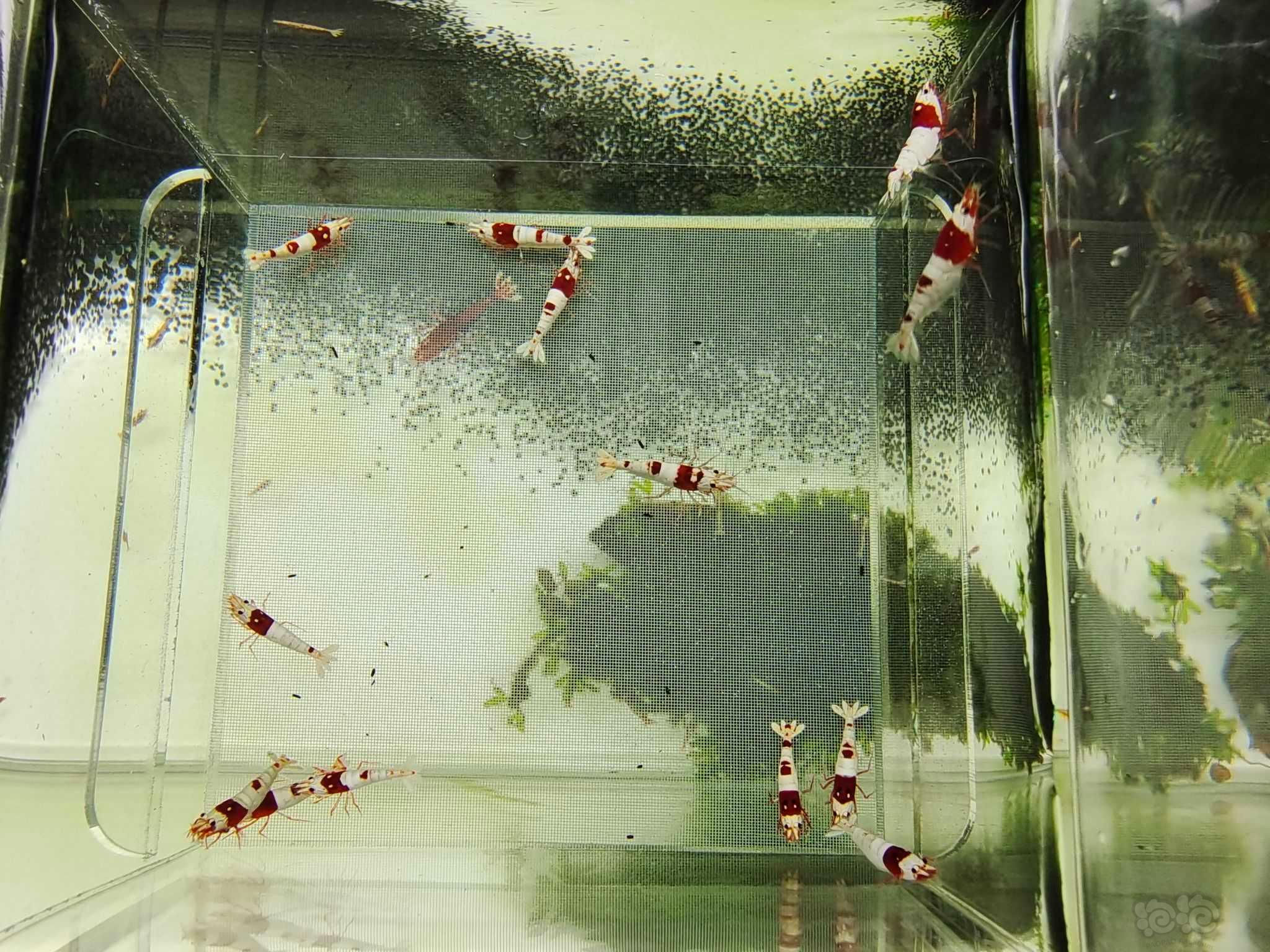 【虾螺】出几组水晶虾繁殖组-图16