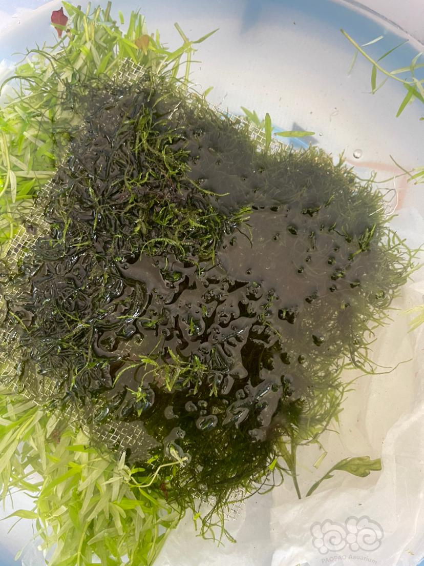 【有茎】翻缸出乌苏里聚藻和其他水草-图3