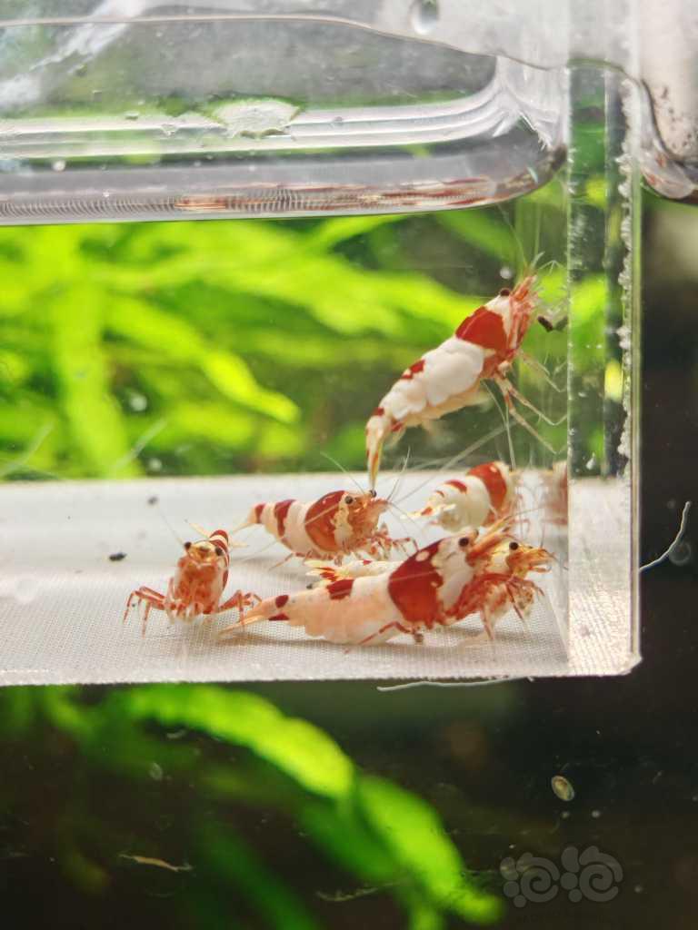 【虾螺】【出售】高端纯血红白12只，包邮
【厚甲】喜欢厚甲的来-图3
