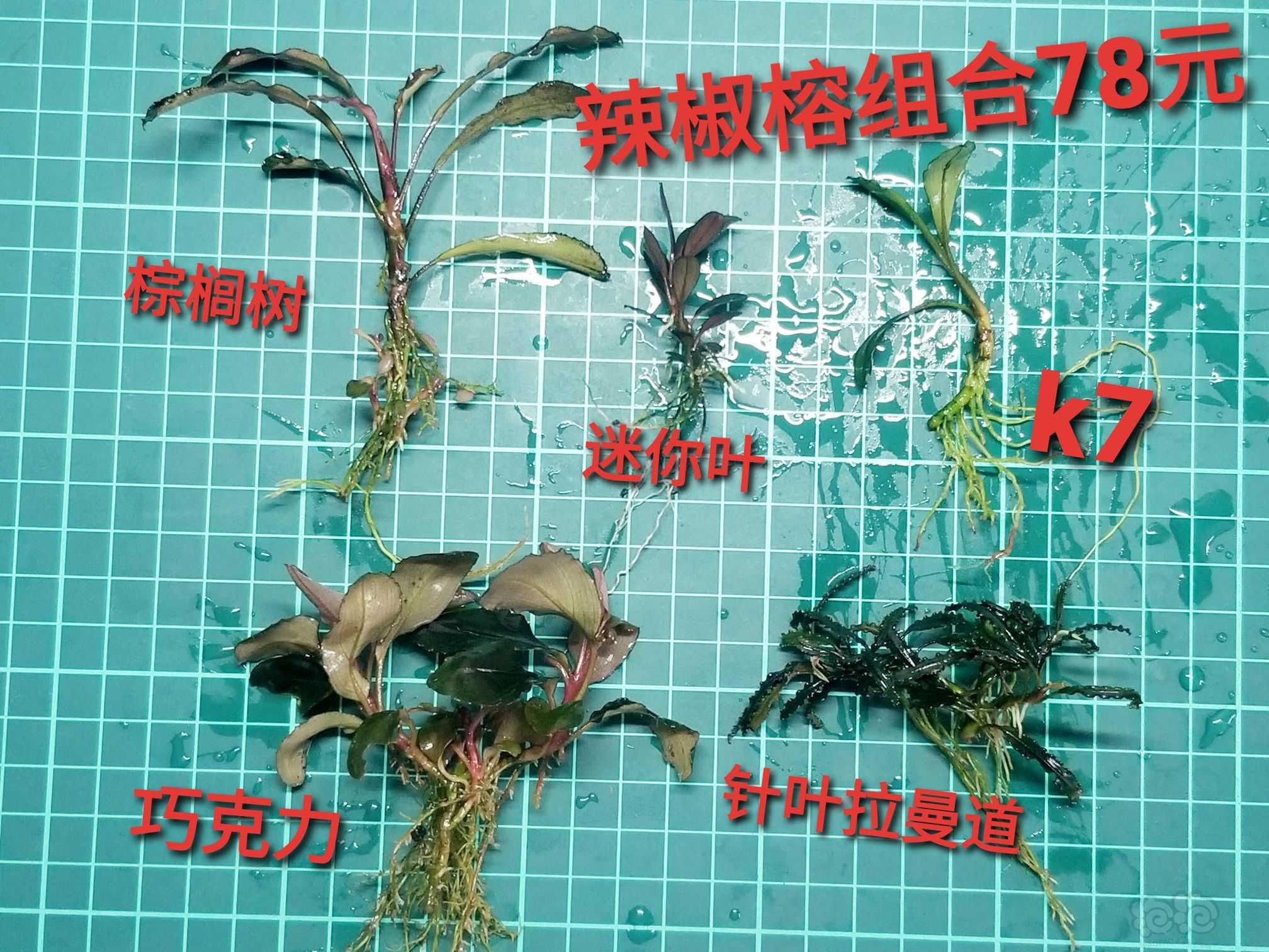 【出售】出虎纹圣翠，绿思维和辣椒榕组合-图3