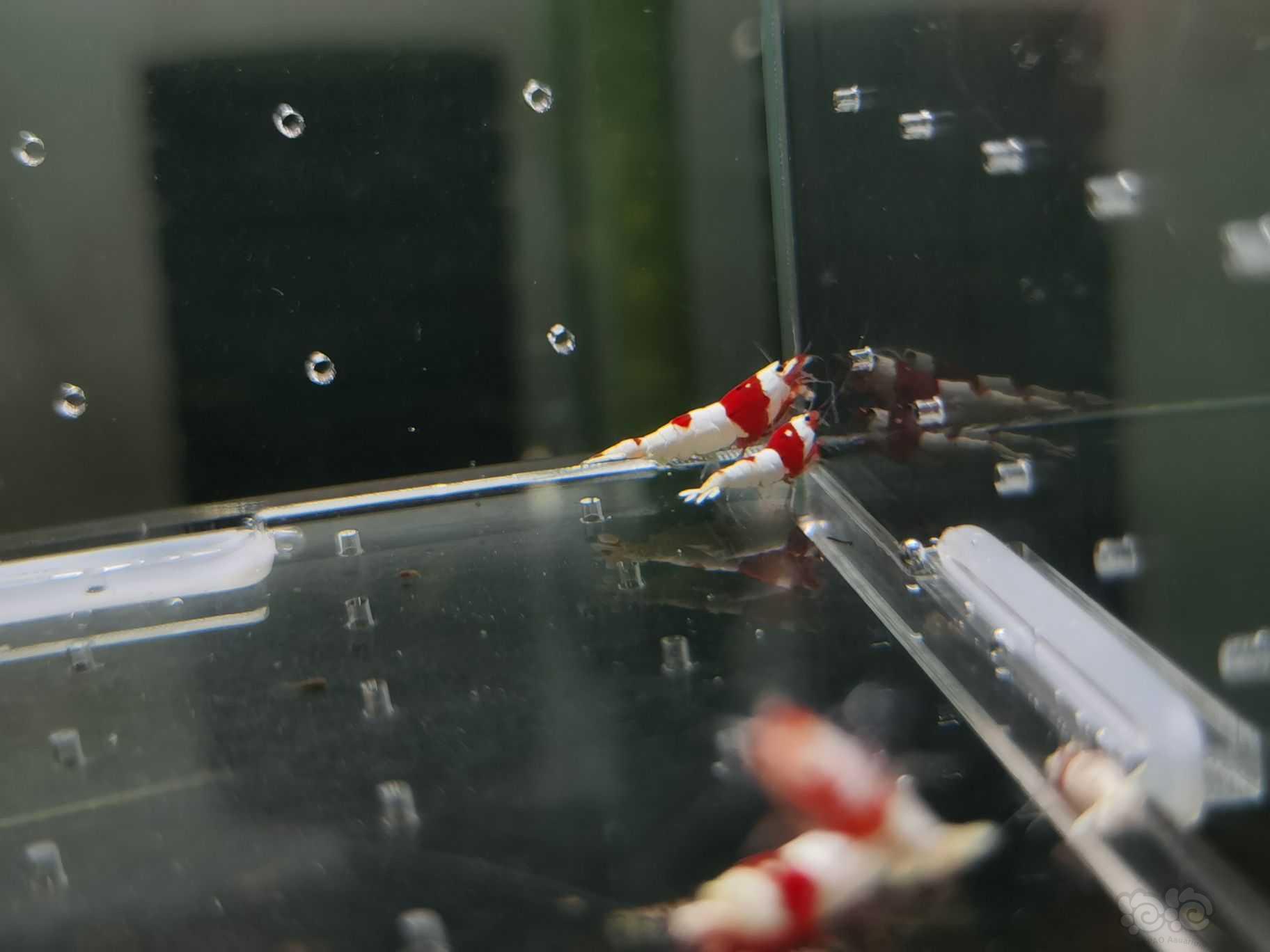 【水晶虾】出一份10只一线红白小虾-图4