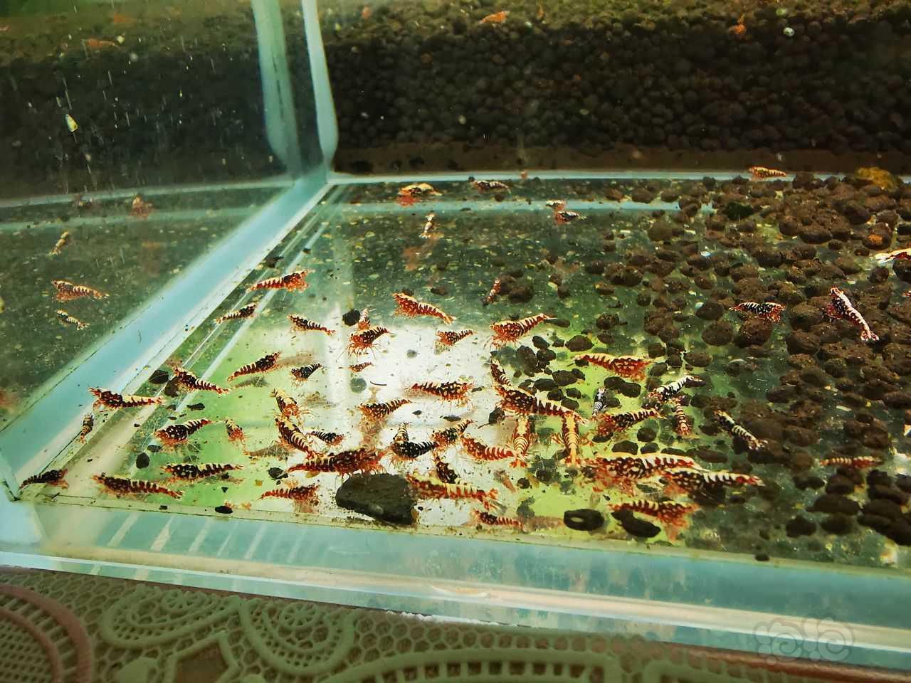 【水晶虾】出深红系红银河苗子-图1