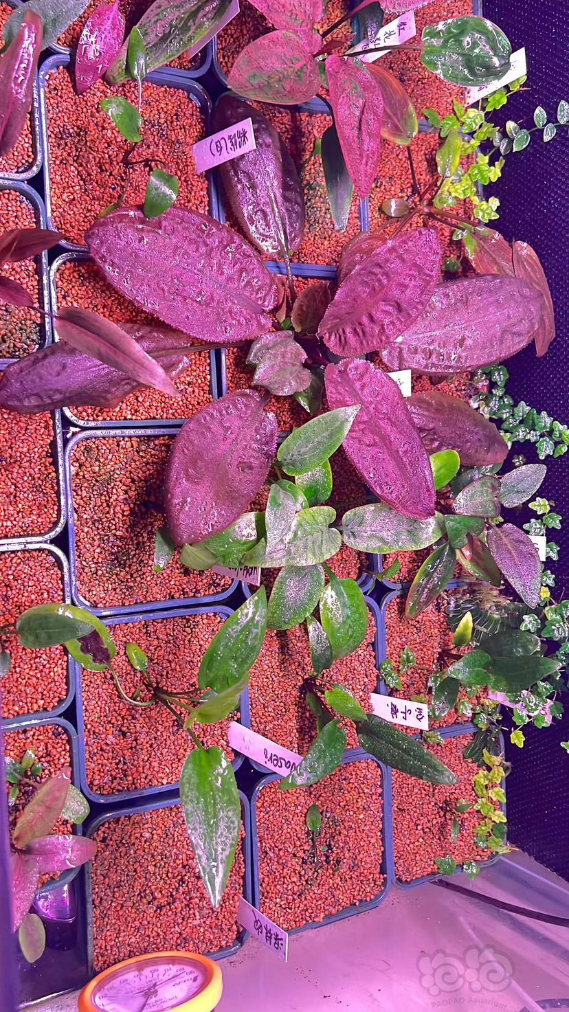 【椒草】迷你珊瑚莫斯，迷你粉红圣翠，红圣翠，红菲路，各种水上椒草-图6