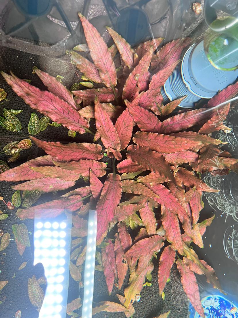 【莫斯】迷你珊瑚莫斯，粉红圣翠，林加，紫虎纹，水上椒草-图7