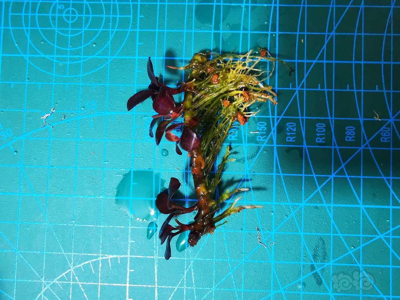 【辣椒榕】极致发色“紫蜻蜓繁殖茎”，108到付-图6