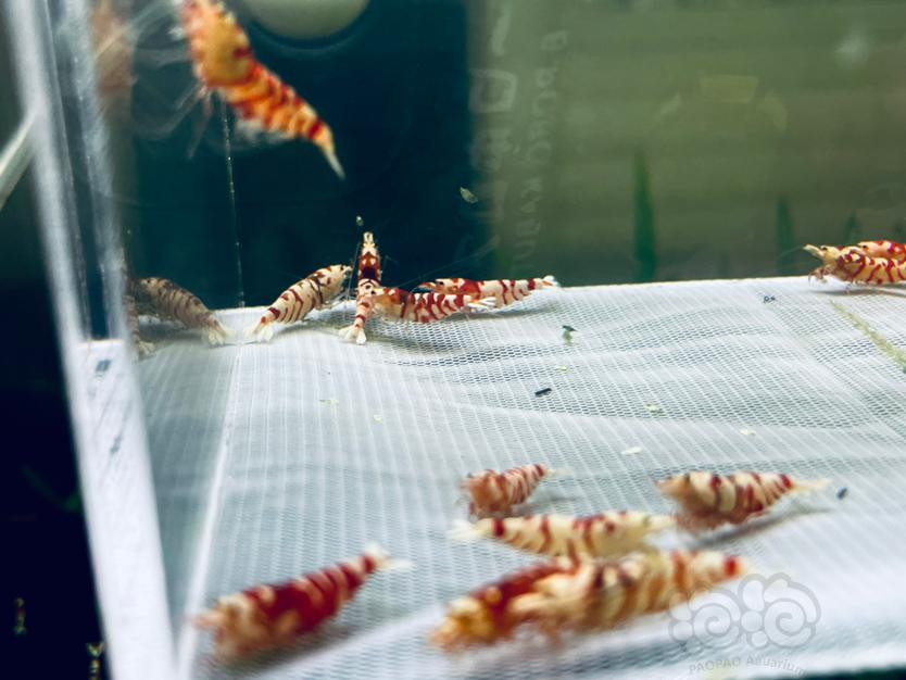 【水晶虾】出售红花虎新成体母虾-图4
