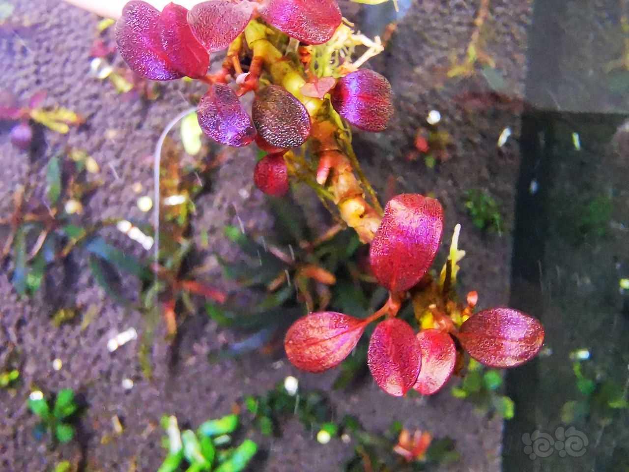 【辣椒榕】极致发色“紫蜻蜓繁殖茎”，108到付-图4