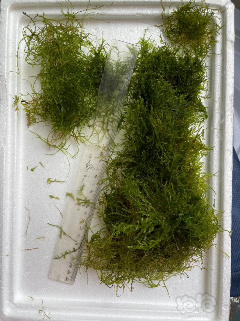 【有茎】打头草几乎都是20厘米以上的长度-图2