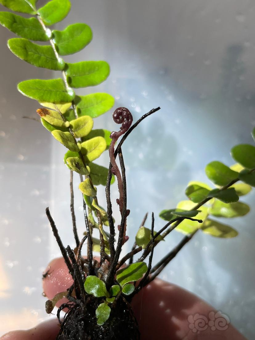 【雨林】蓝拟贯众蕨Cyclopeltis crenata-图5