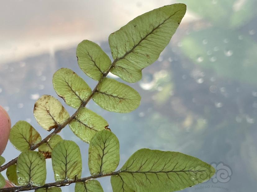 【雨林】蓝拟贯众蕨Cyclopeltis crenata-图9
