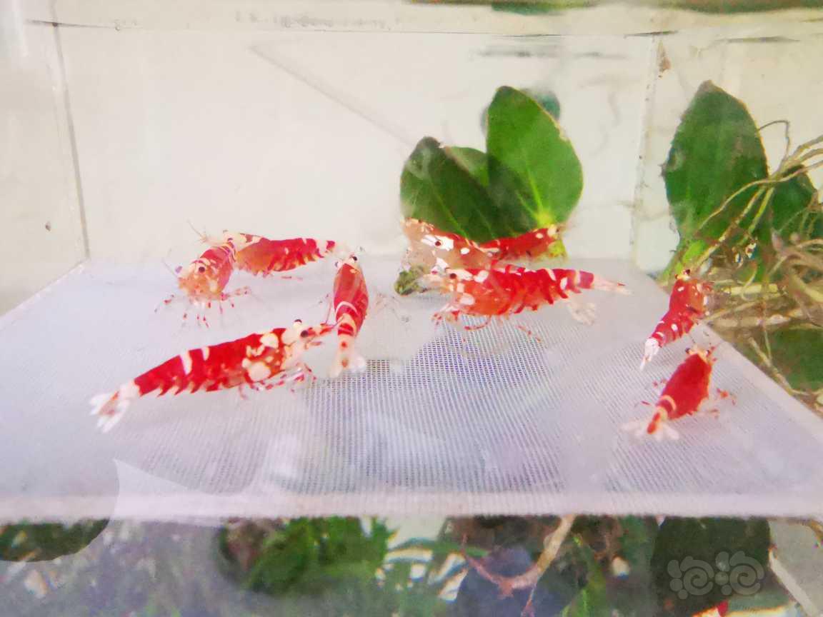【水晶虾】出红宝石花虎繁殖组十只（七母以上）-图1