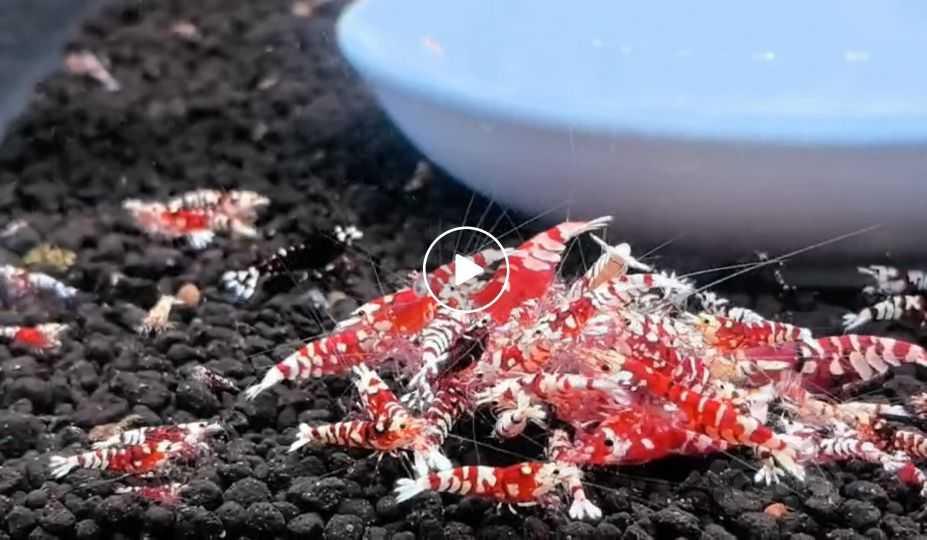 【水晶虾】水晶虾优惠出-图3