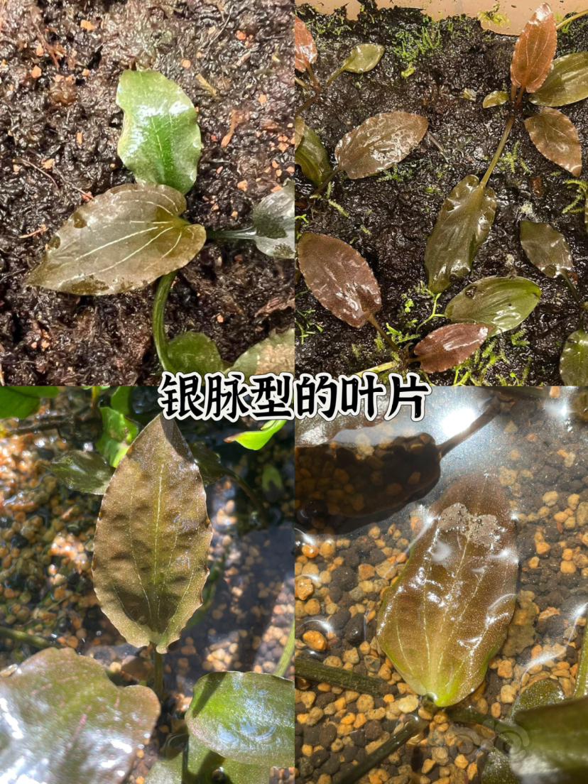 菲律宾椒草之 paglaterasiana简介-图8