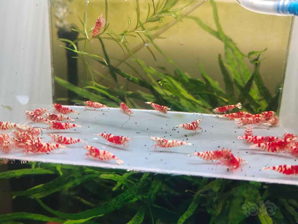 【水晶虾】红花虎-图3