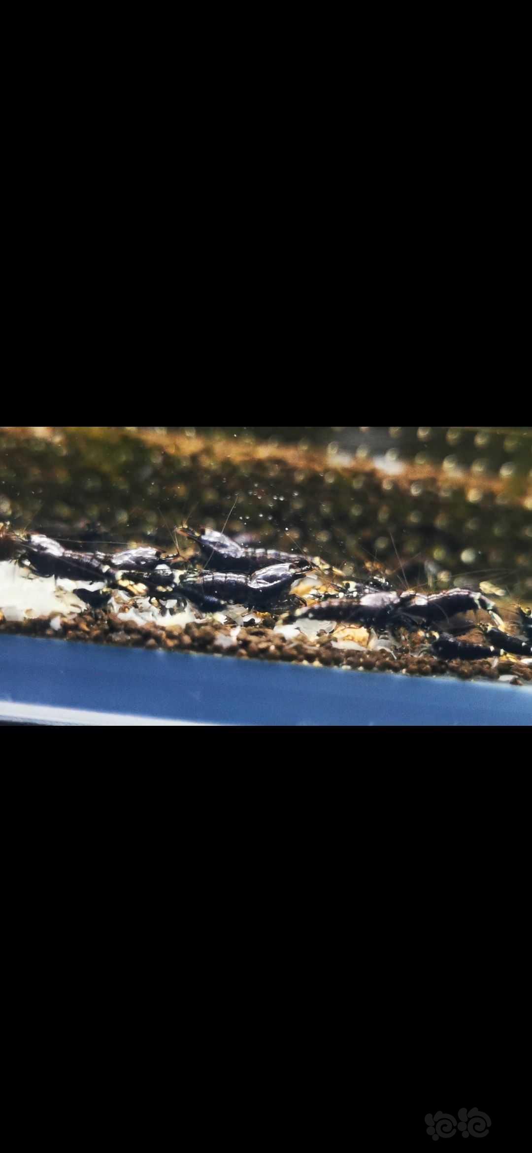 【水晶虾】【水晶虾】出售高品质金属紫幼虾-图3