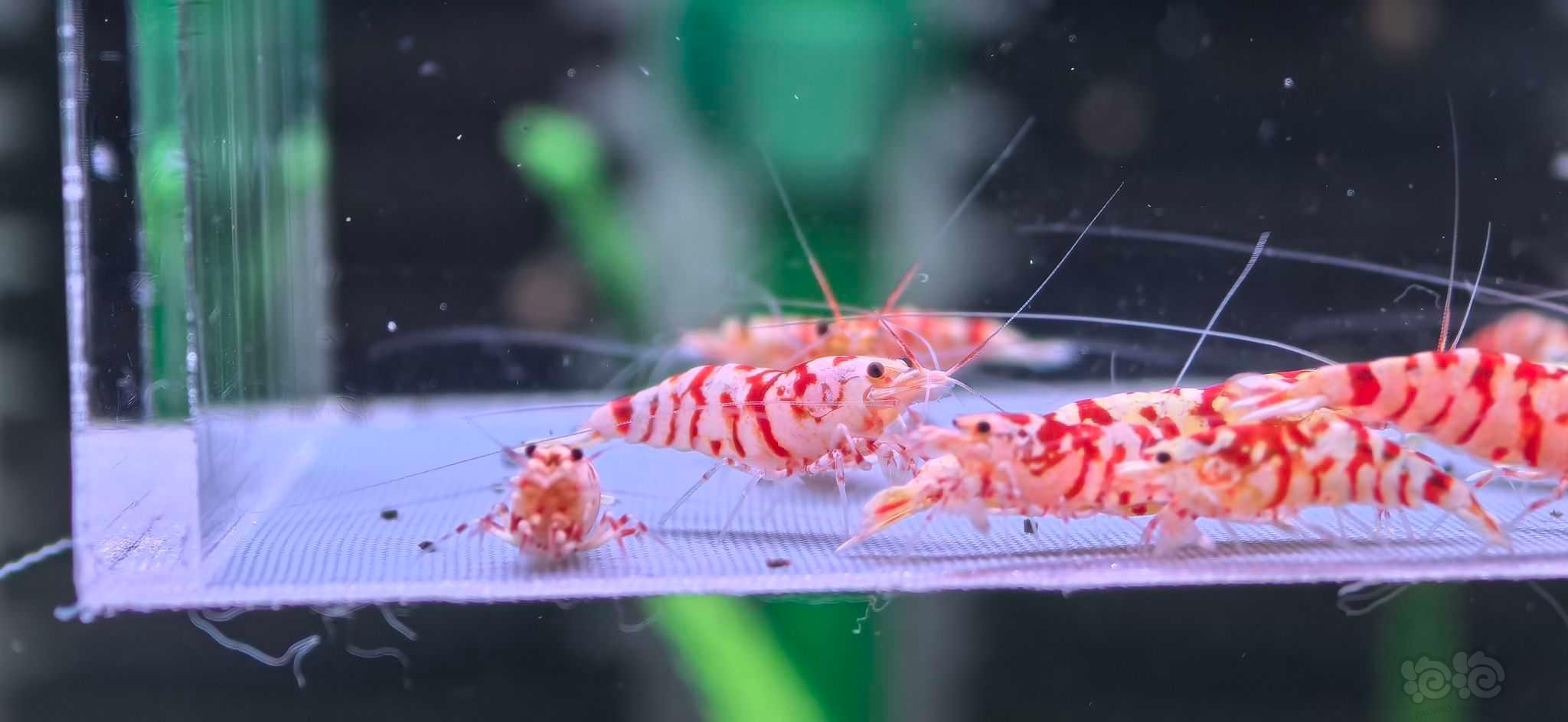 【水晶虾】红花虎-图1