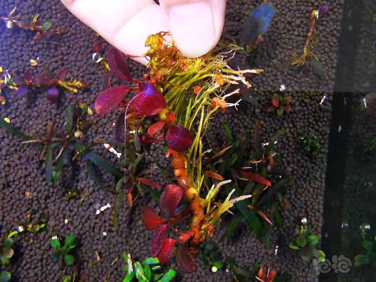 【出售】【出辣椒榕】极致发色“紫蜻蜓繁殖茎”，118包邮顺丰-图2