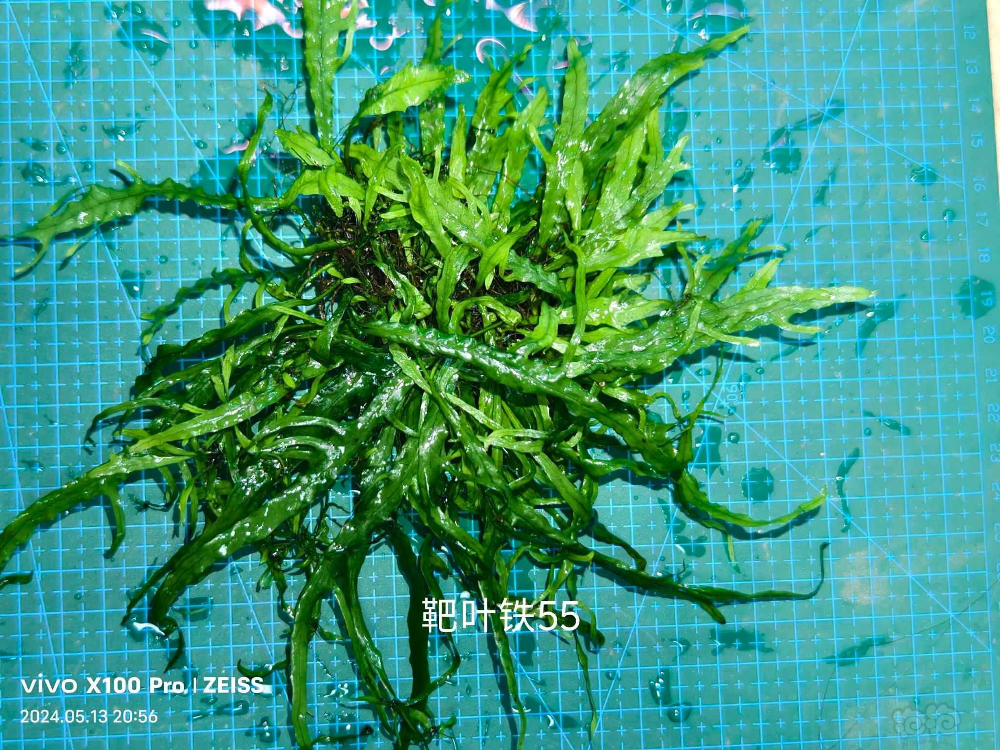 【蕨类】清理阴性草缸低价出各种阴性水草-图1