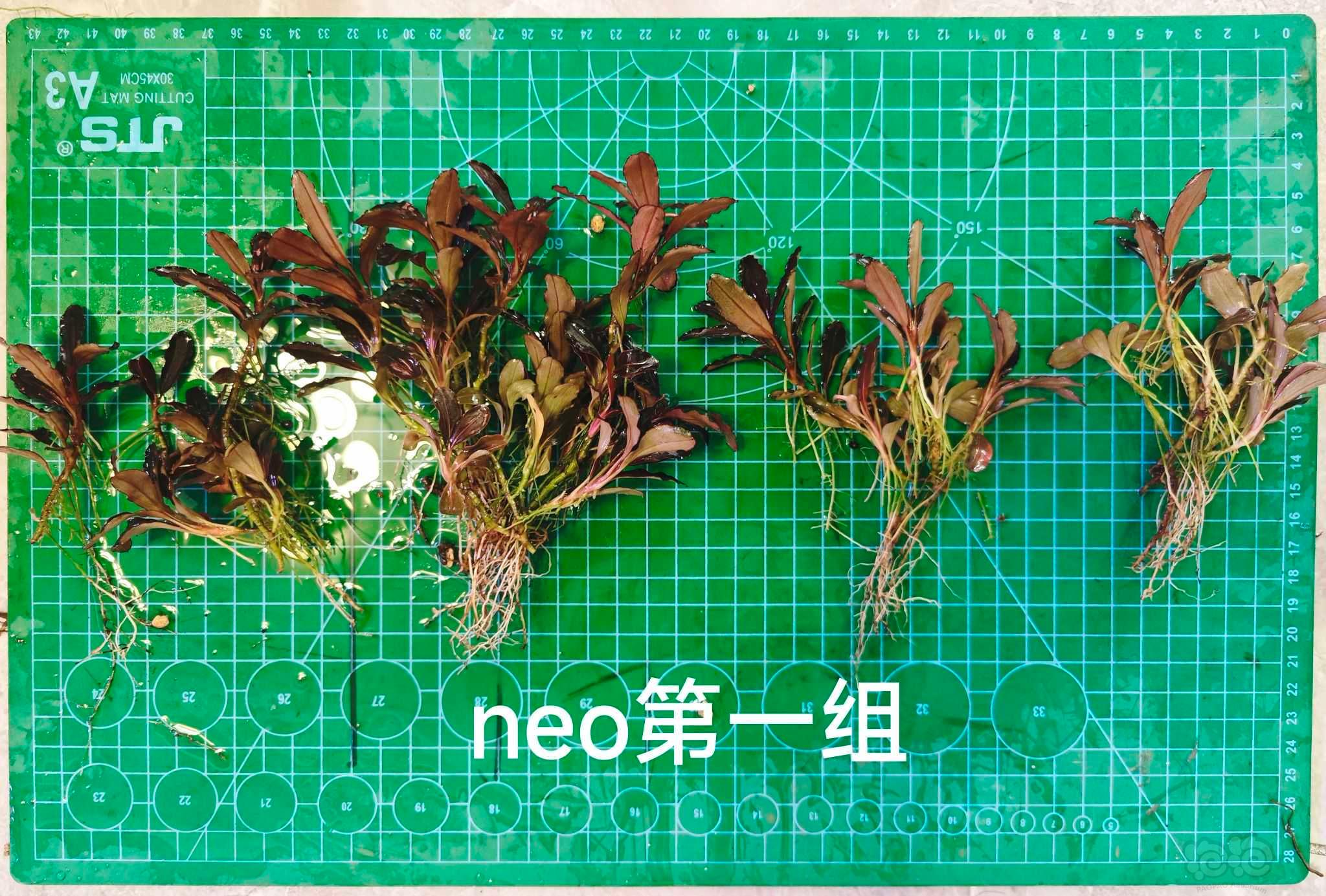 【辣椒榕】出玄武海和长叶neo-图6