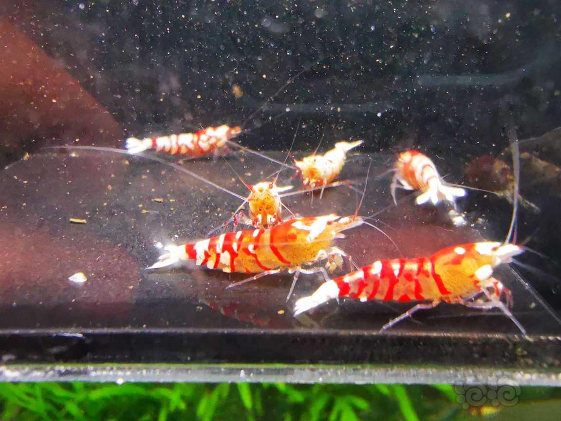 【水晶虾】出红花虎三母三公繁殖组-图2