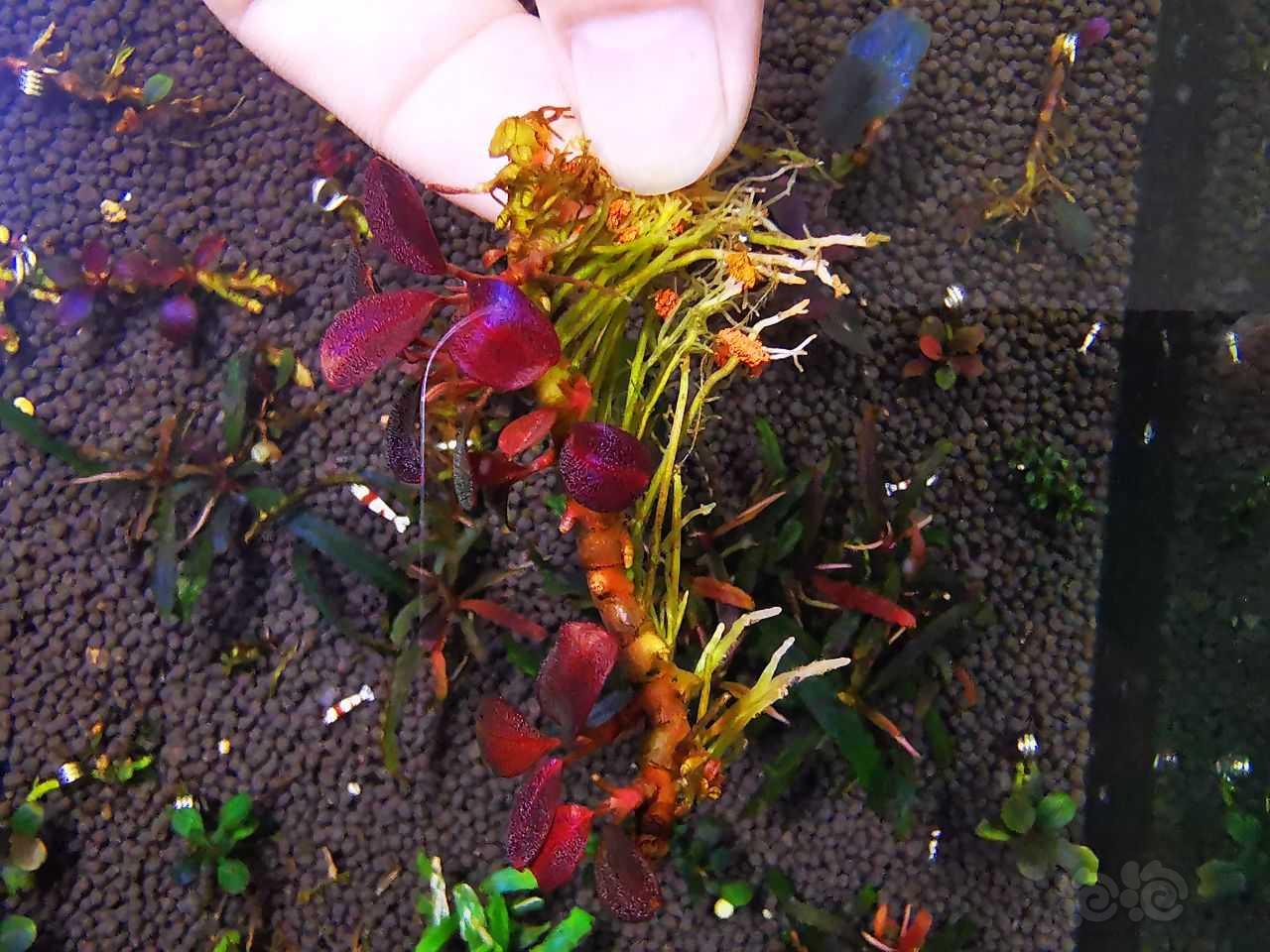 【辣椒榕】极致发色“紫蜻蜓繁殖茎”，108到付-图2