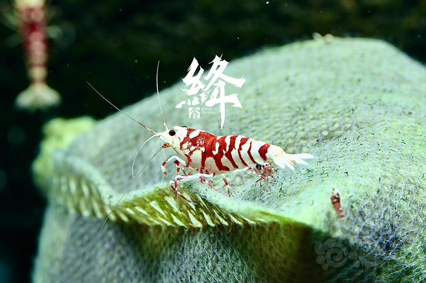 小公虾-图2