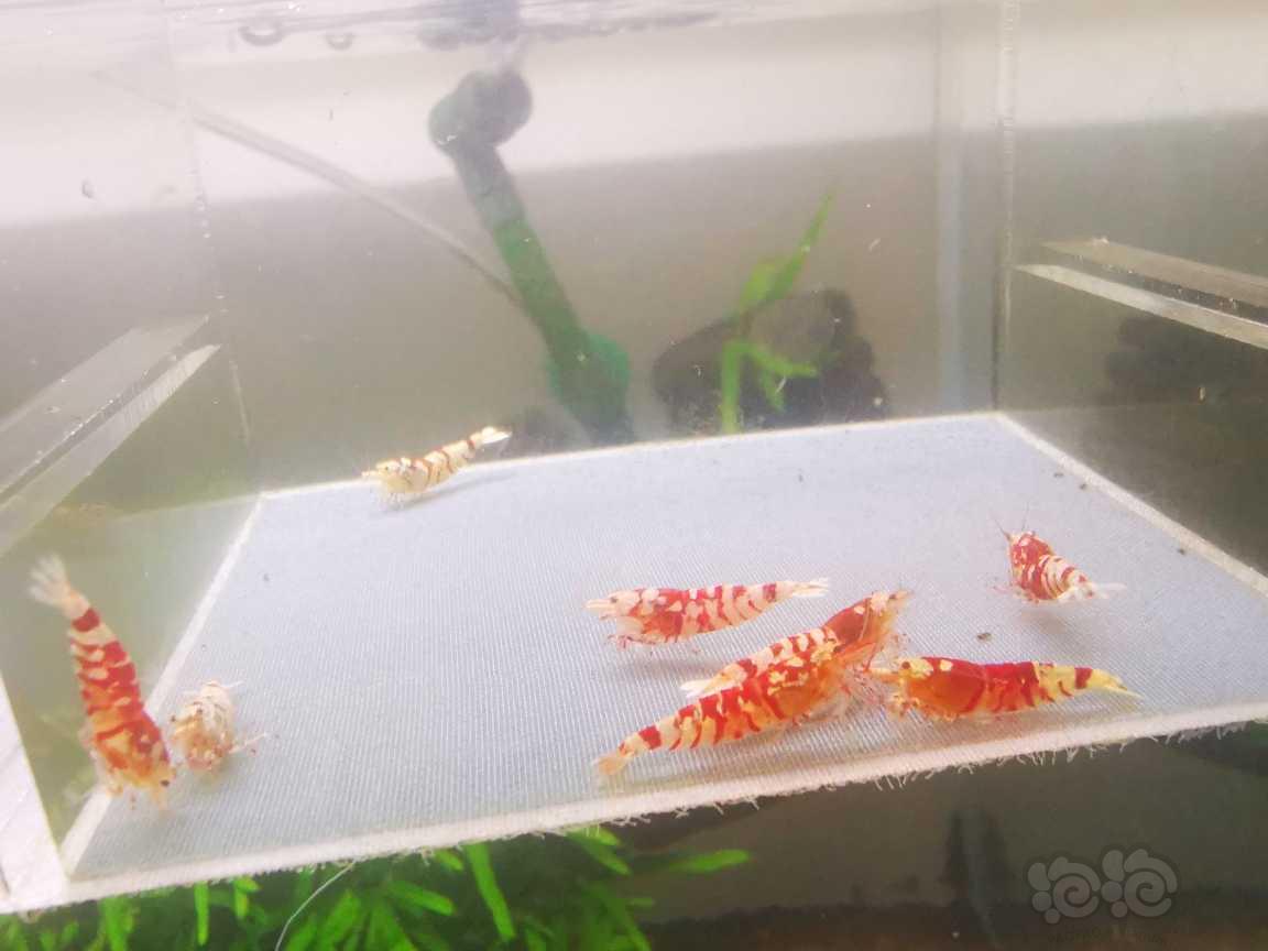 【水晶虾】出太极纯血红花虎繁殖组八只-图3