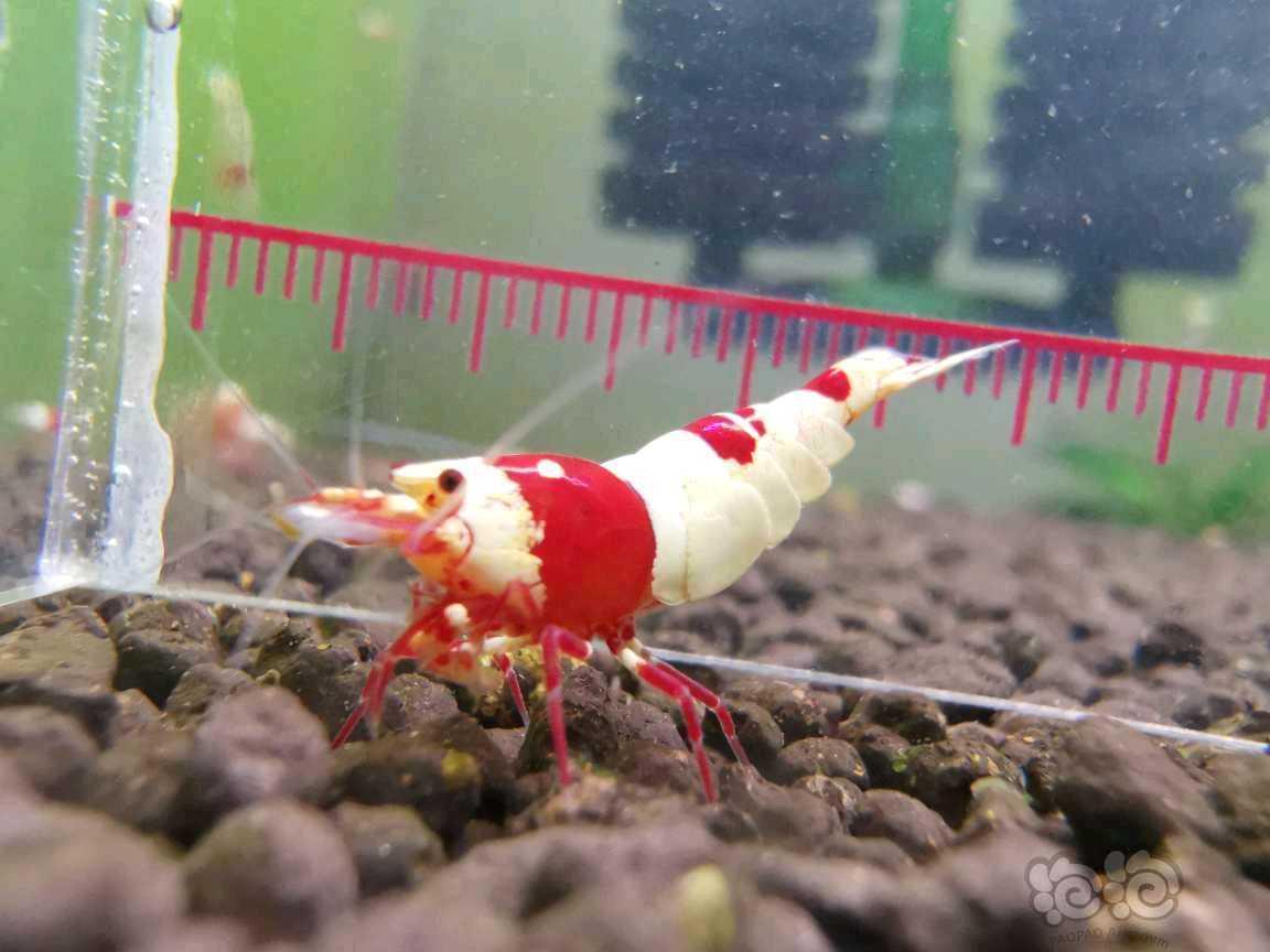 【水晶虾】出红白繁殖组-图3