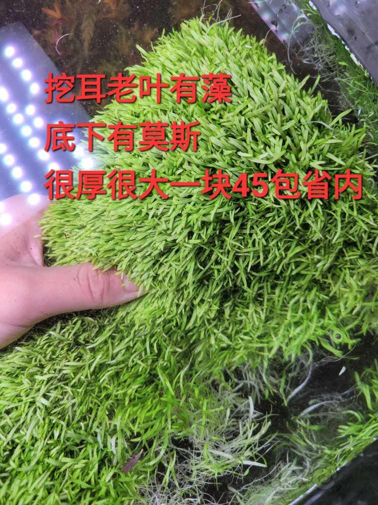 【草坪】挖耳45包省内，趴地宫廷一千棵和日本箦藻十来棵10块-图2