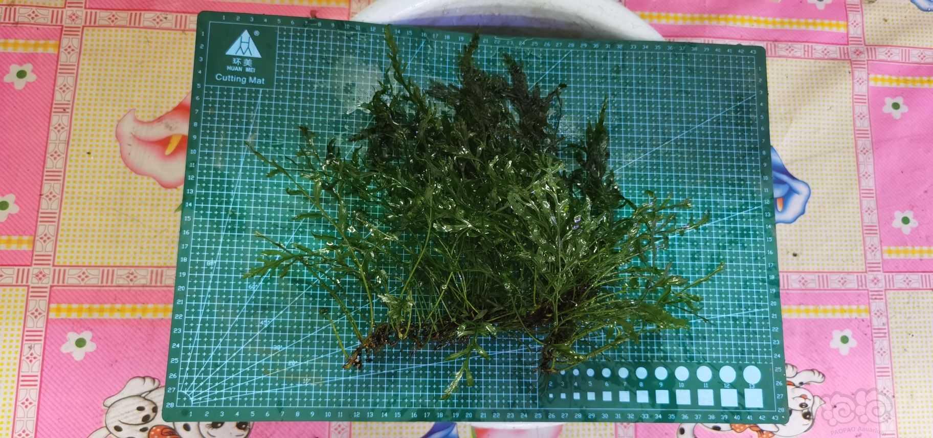 【出售】出黑木蕨，西瓜叶椒草-图4