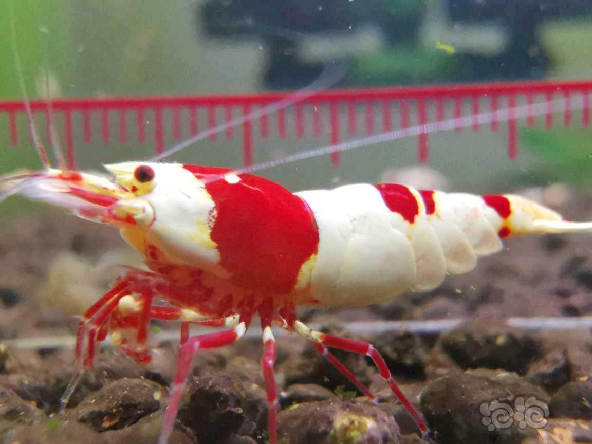 【水晶虾】出红白繁殖组-图1