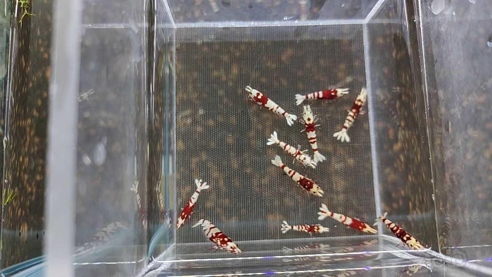 【水晶虾】出红花虎水晶虾-图5