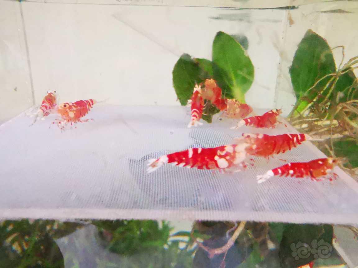 【水晶虾】出红宝石花虎繁殖组十只（七母以上）-图4