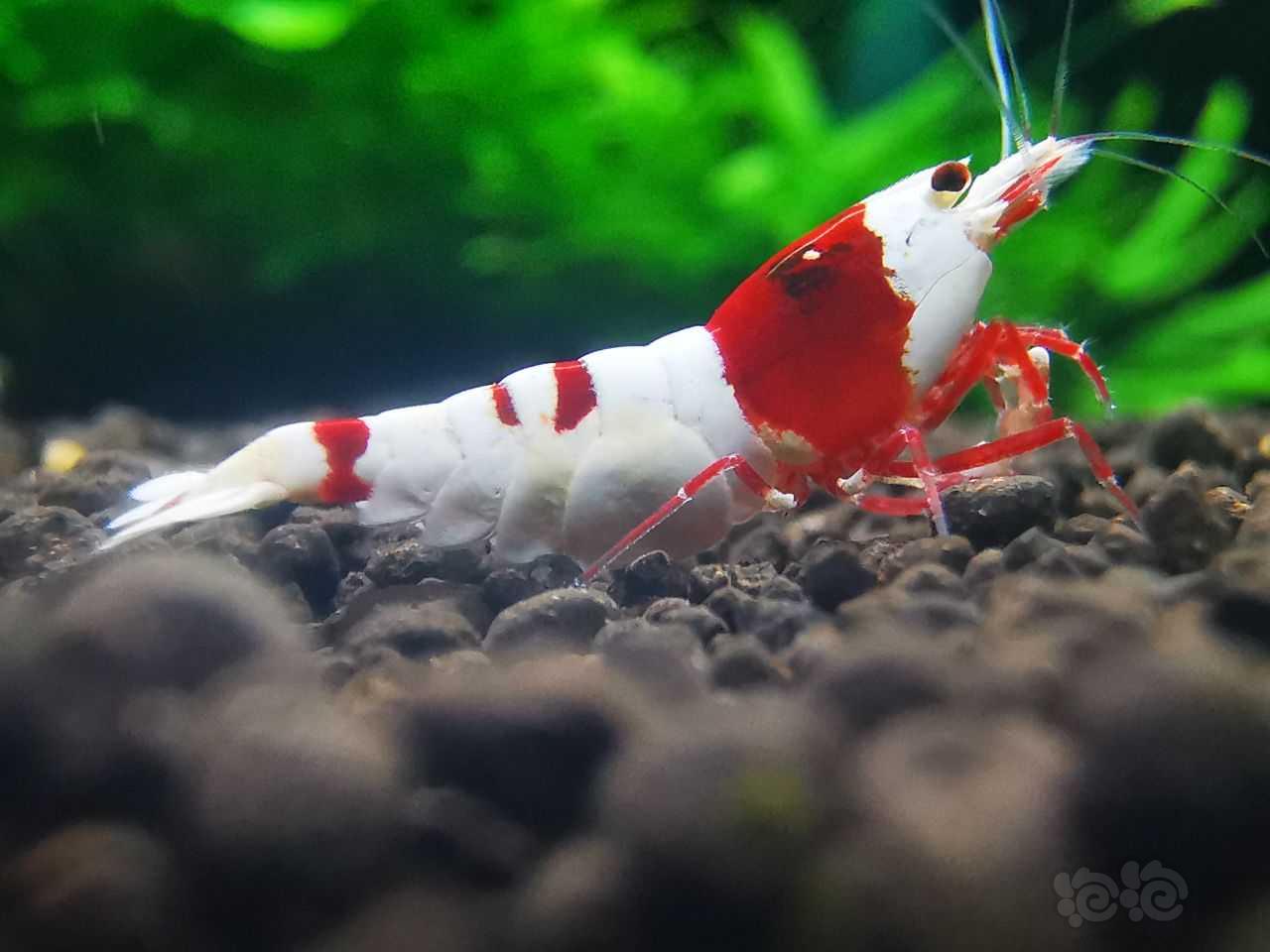 红白虾-图4