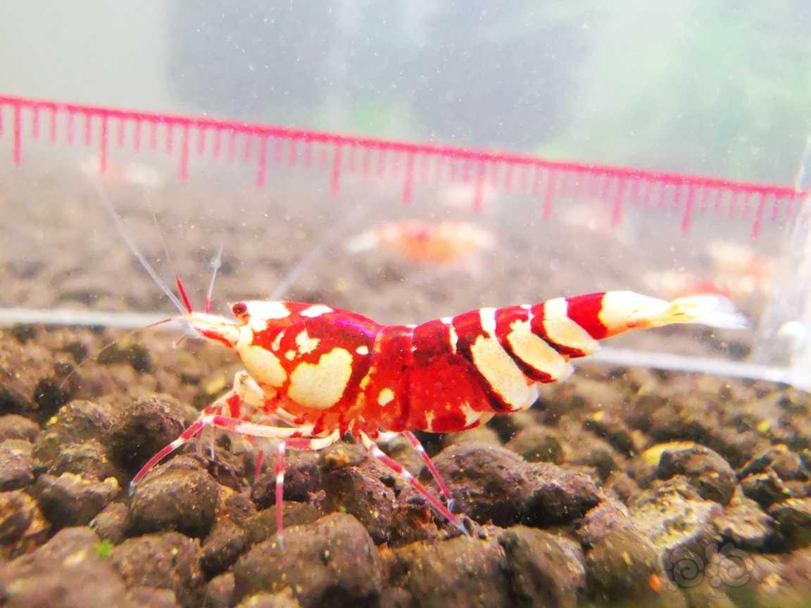【水晶虾】出太极纯血红花虎四母两公繁殖组-图3