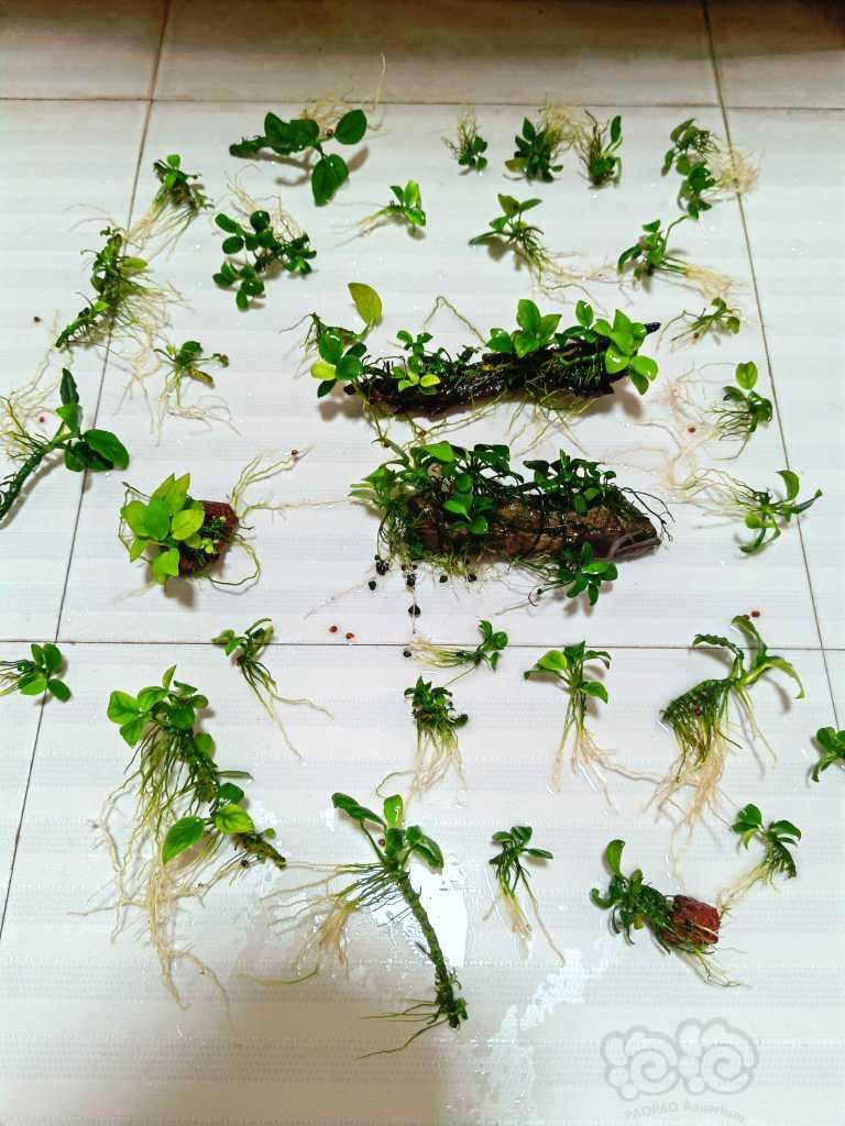 【蕨类】出矮种黑木蕨，迷你椒草，水榕-图4