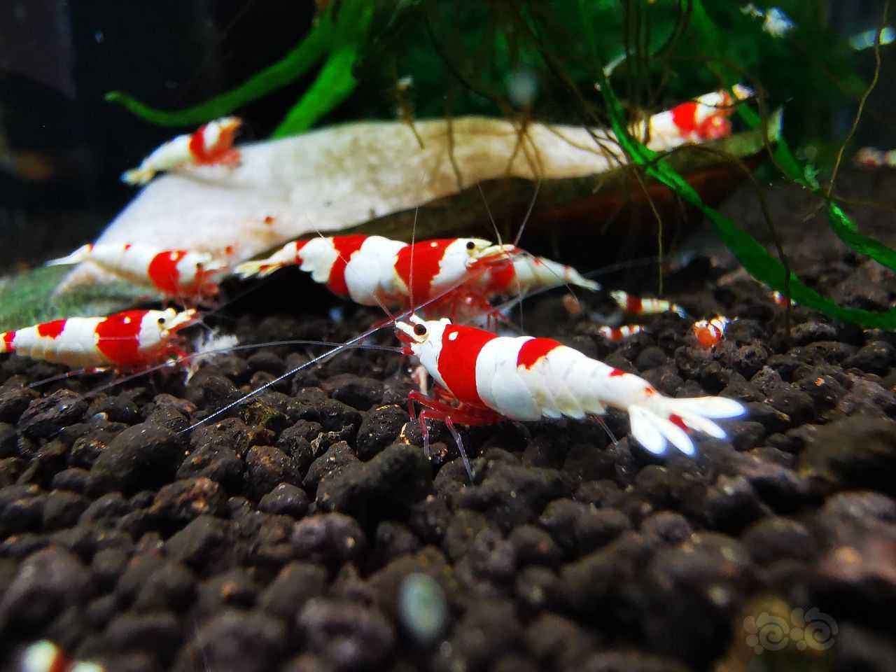 水族精灵——红白水晶虾-图3