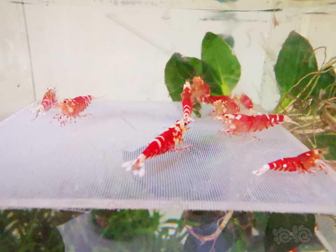 【水晶虾】出红宝石花虎繁殖组十只（七母以上）-图5