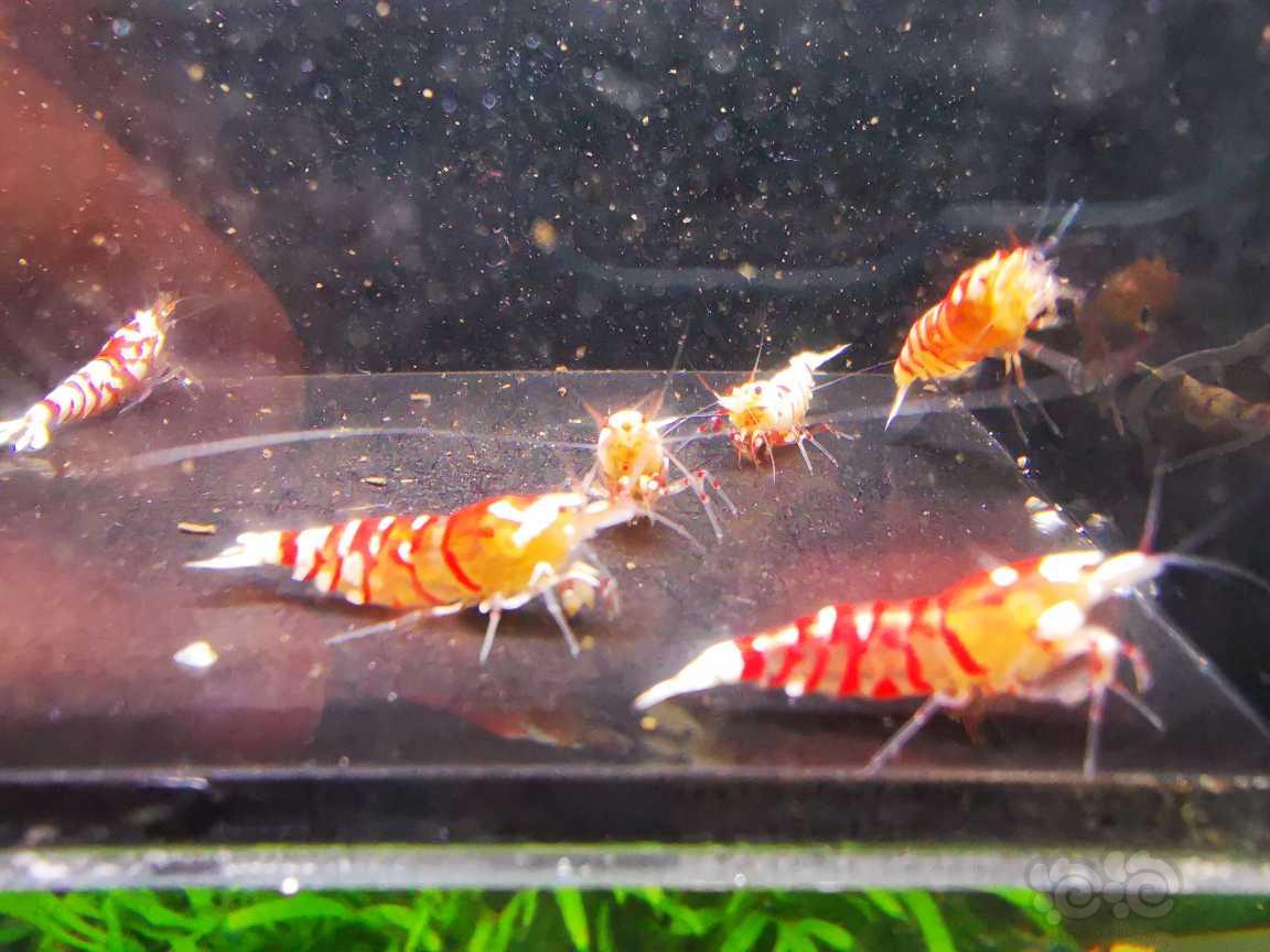 【水晶虾】出红花虎三母三公繁殖组-图3