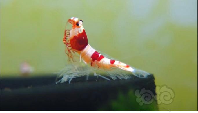 水晶虾饲养-蜕壳死亡-图1