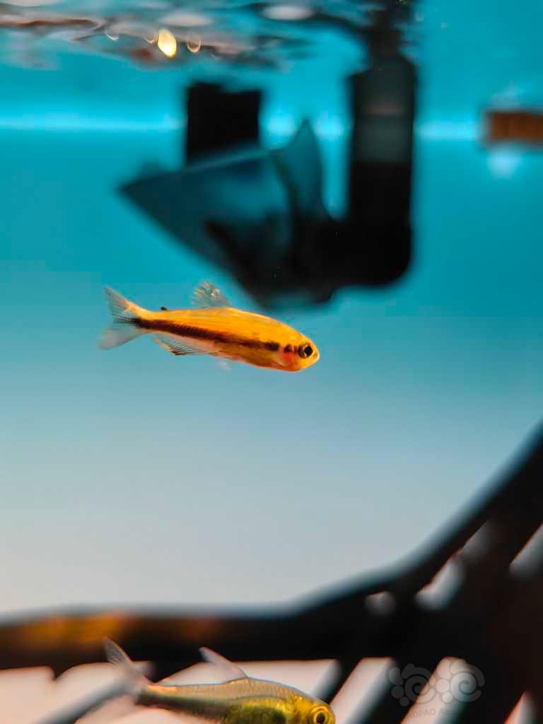【灯科鱼】分享小鱼缸和一些小鱼-图1