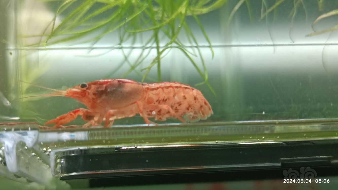 【螯虾】鳌虾 迷你鳌虾 之侏儒橘-图1