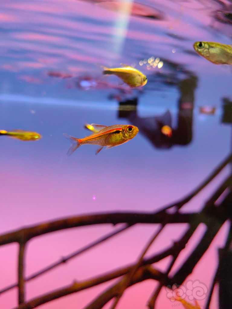 【灯科鱼】分享小鱼缸和一些小鱼-图6