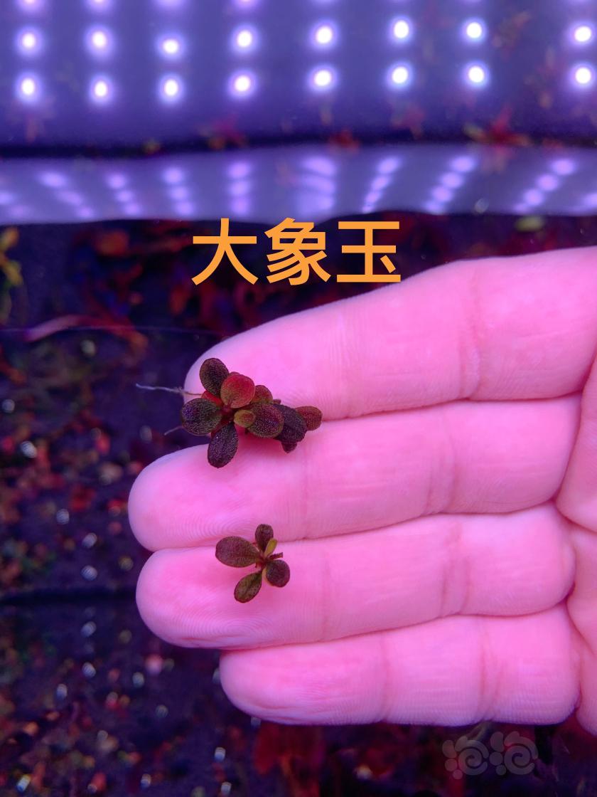 【辣椒榕】降价速出65厘米14半仙玉，120厘米大象玉-图6