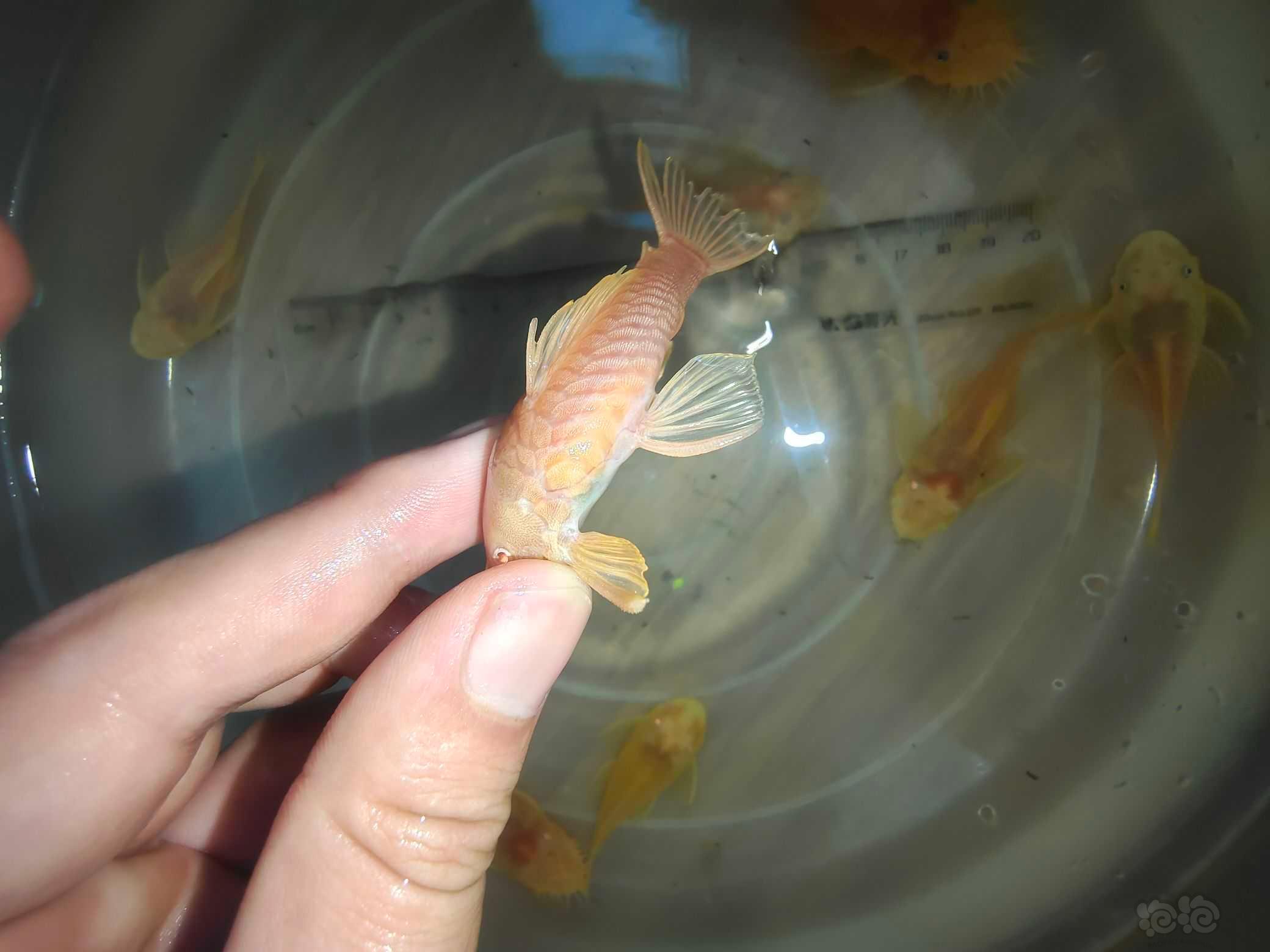 【热带鱼】黄金胡子种鱼繁殖组-图3
