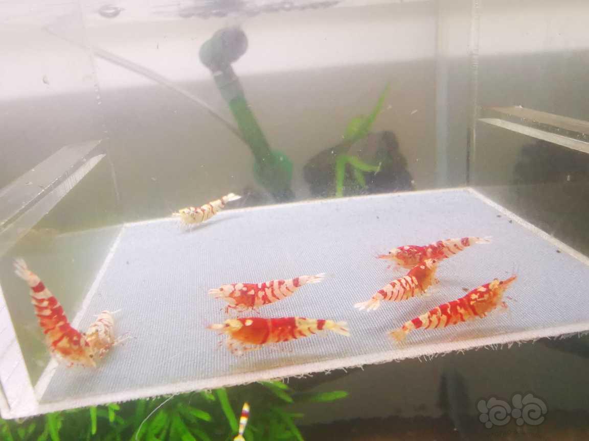 【水晶虾】出太极纯血红花虎繁殖组八只-图2